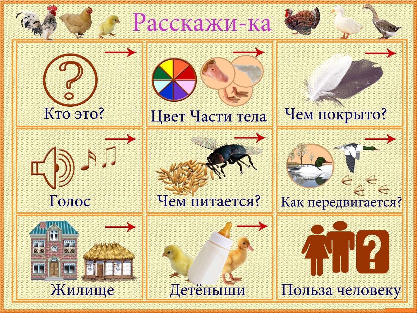 Схема описания домашней птицы для дошкольников